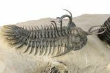Short-Fork Walliserops Hammi Trilobite - Foum Zguid, Morocco #276169-4